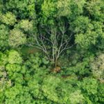 Growth Hacking - Green cut down tree lying on ground in forest